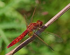 2017.06.18.-11-Viernheim--Feuerlibelle-rotes Weibchen