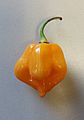 A Scotch Bonnet