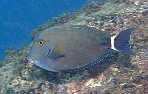 Acanthurus grammoptilus en Dampier.jpg