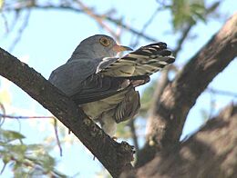 African Cuckoo, crop