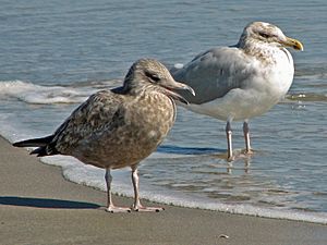 American Herring Gull (Larus smithsonianus) RWD3