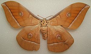 Antheraea pernyi female sjh.JPG