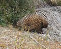 Australia kangaroo island echidna