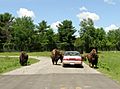 Bisons, Parc Safari