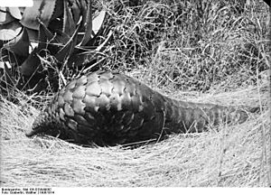 Bundesarchiv Bild 105-DSWA0082, Deutsch-Süd-Westafrika, Gürteltier