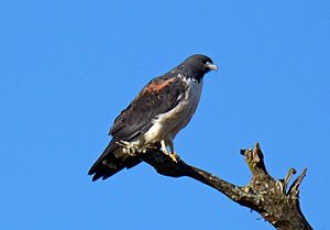 Buteo albicaudatus