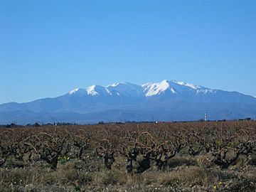 A snow-capped Canigou across the Roussillon plain.