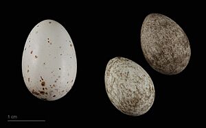 Chrysococcyx cupreus MHNT.ZOO.2010.11.150.23