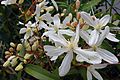 Clematis armandii01-4035~2015 03 22