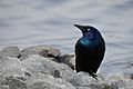 Common Grackle (Quiscalus quiscula)