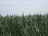 Cornfields east of Culpeper, VA IMG 4315