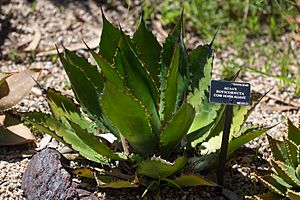 Cowhorn Agave