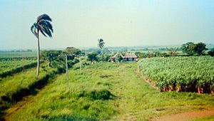 Cuba canna da zucchero