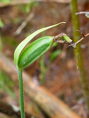 Cypripedium acaule fruiting 2015-09-14 VT USA