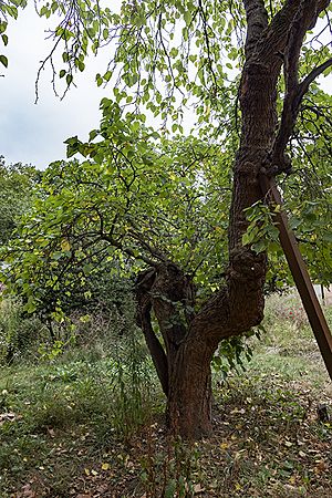 Detail of black mulberry tree (Morus nigra) in the grounds of the former London Chest Hospital 02