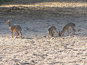 Dik-Dik, family, Lake Manyara