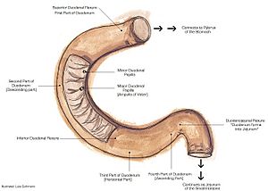 Duodenumanatomy