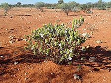 Eremophila jucunda jucunda (habit)