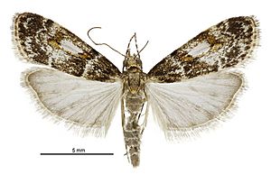 Eudonia thyridias male.jpg