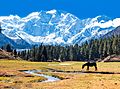 Fairy Meadows and the view of Nanga Parbat