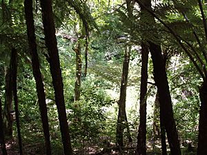 Forest tiritiri matangi