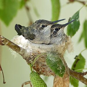 Friday's Hummingbird Nest (8819601954)