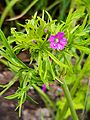 GT Cut-leaved Cranesbill