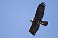 Golden Eagle flying