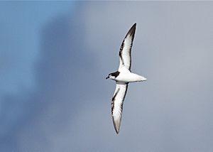 Gould's Petrel-off Southport Qld-15April2012