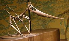 Grounded Pteranodon