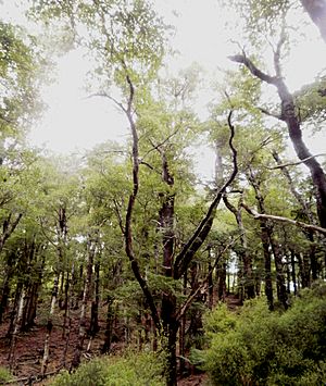 Hard beech forest