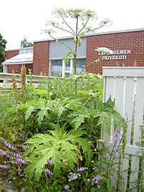 Heracleum mantegazzianum lapinniemi