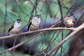 Indian Silverbills (Lonchura malabarica) at Sindhrot near Vadodara, Gujrat Pix 134