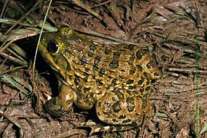 Indianbullfrog sal