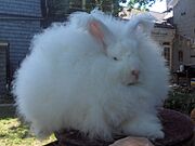 Joey Giant Angora Buck