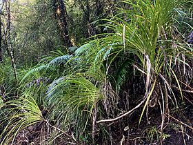 Lake Gault Track MRD 06