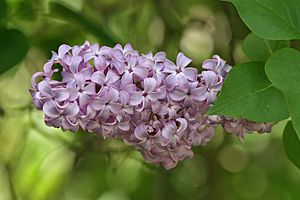 Lilac Flower&Leaves, SC, Vic, 13.10.2007.jpg