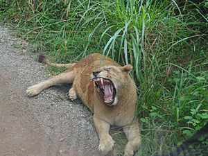 LionYawning