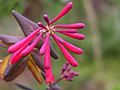 Lonicera sempervirens