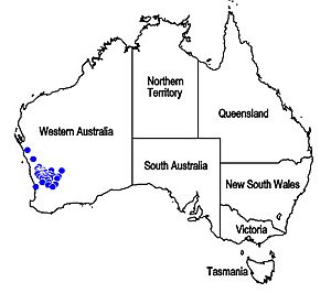 Map.Dicrastylis rugosifolia.jpg