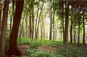 Morton Arboretum woodland