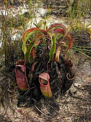 Nepenthes rowanae1.jpg