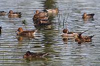 NorthernPintailDucks-Vedanthangal