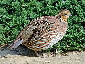 Northern Bobwhite female RWD.jpg