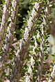 Ocotillo leaves-300px