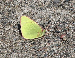 Palaeno Sulphur, Coppermine River