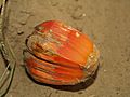 Pandanus spiralis fruit