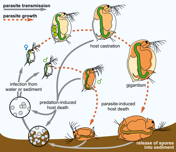 Pasteuria ramosa LifeCycle DVizoso