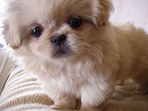 Pekingese Image 002