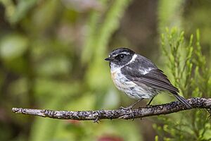 Réunion stonechat (Saxicola tectes) male.jpg